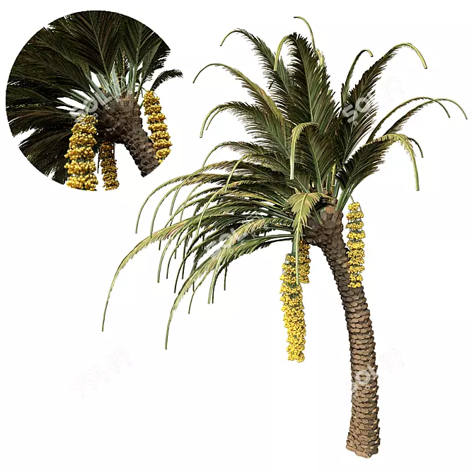 Tropical Date Palm Tree 3D model image 1