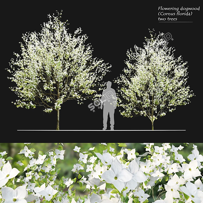 Flowering Dogwood Tree Set 3D model image 1