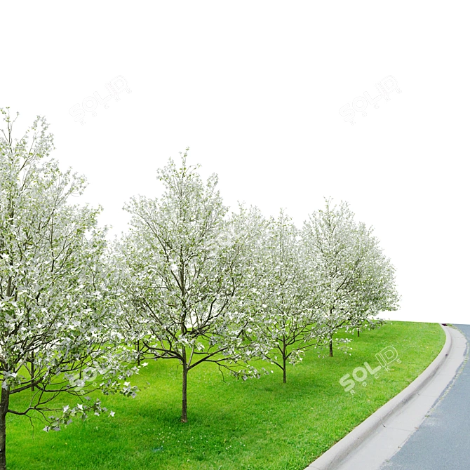 Flowering Dogwood Tree Set 3D model image 3