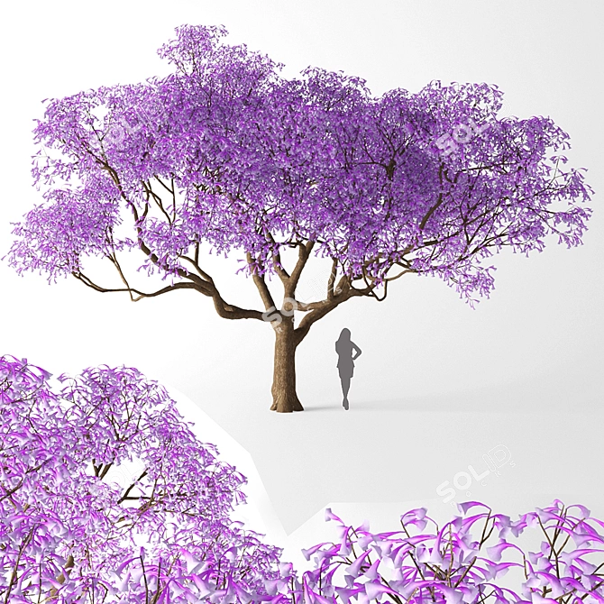 Jacaranda Mimosifolia: Stunning Blossom Tree 3D model image 1