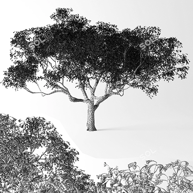 Jacaranda Mimosifolia: Stunning Blossom Tree 3D model image 2