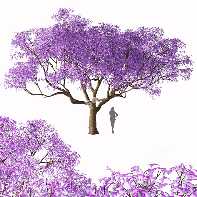 Jacaranda Mimosifolia: Stunning Blossom Tree 3D model image 3