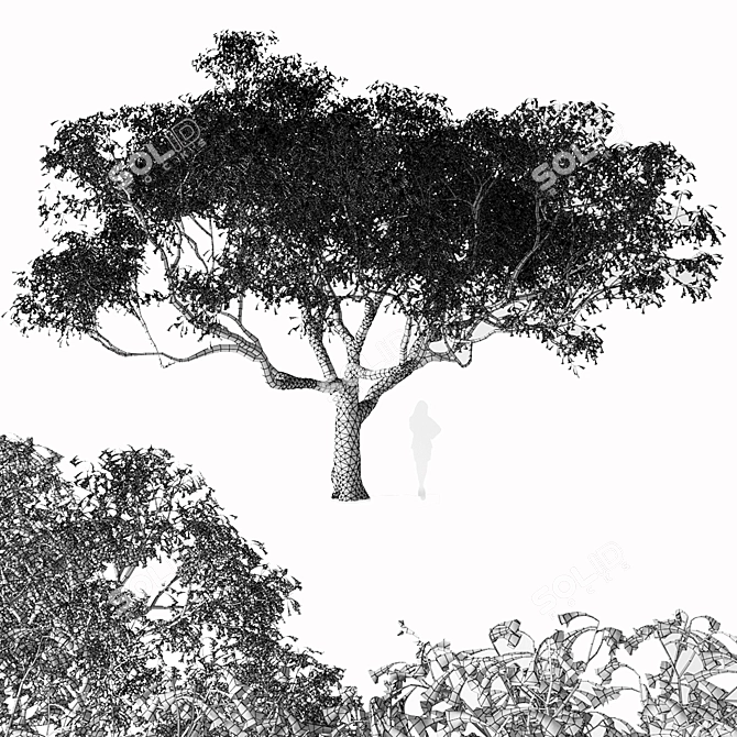 Jacaranda Mimosifolia: Stunning Blossom Tree 3D model image 4