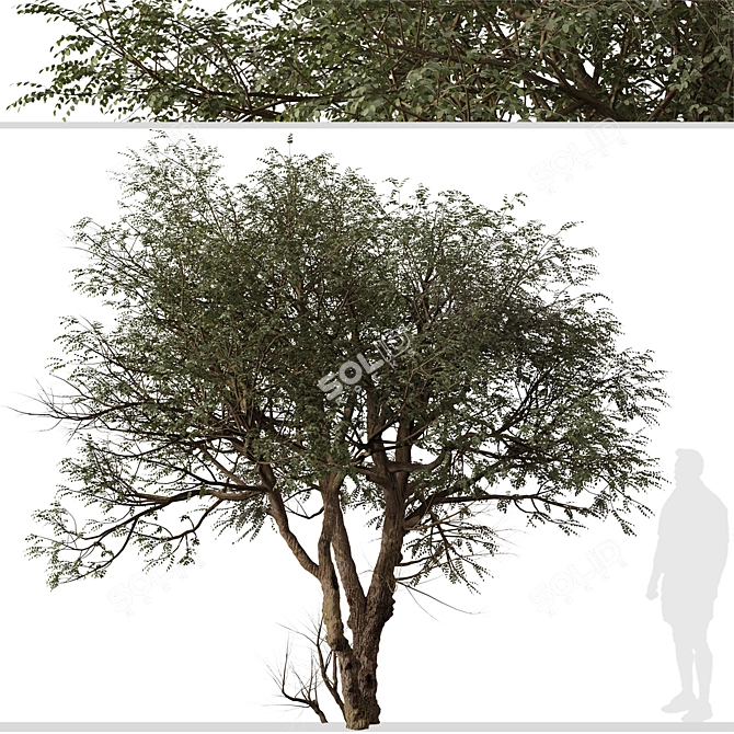 "Ghaf Tree Set: Sustainable Desert Beauty 3D model image 2