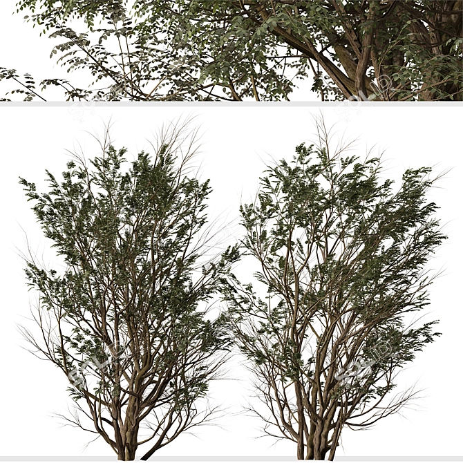 "Ghaf Tree Set: Sustainable Desert Beauty 3D model image 3