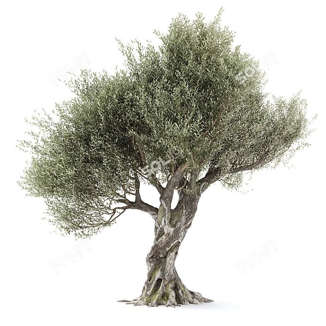 Realistic Olive Tree with Materials 3D model image 1