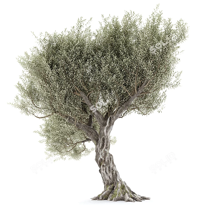 Realistic Olive Tree with Materials 3D model image 2