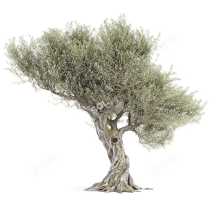 Realistic Olive Tree with Materials 3D model image 3