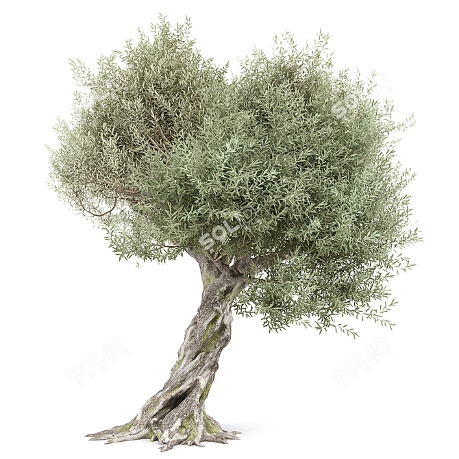 Realistic Olive Tree with Materials 3D model image 4