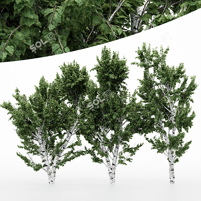  Versatile White Birch Tree Set 3D model image 1