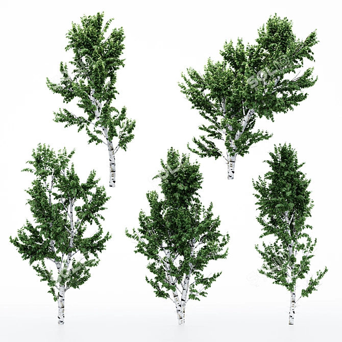  Versatile White Birch Tree Set 3D model image 2