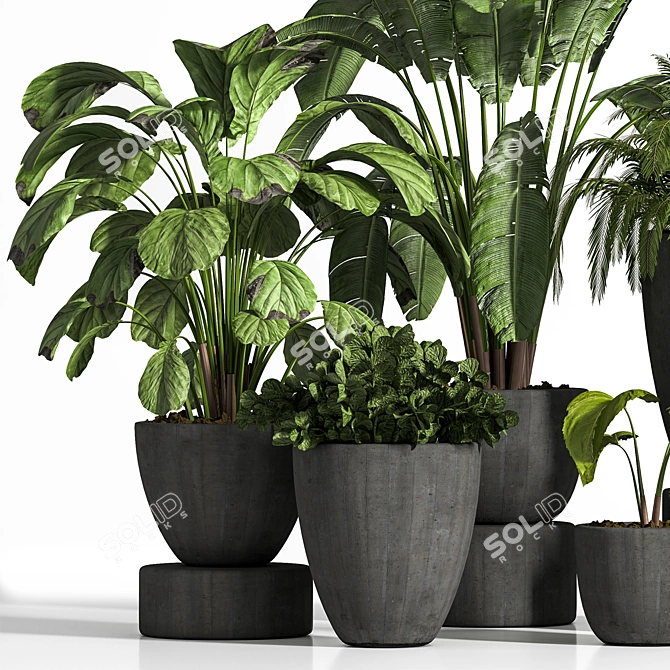 Elegant Indoor Plant Set 3D model image 2