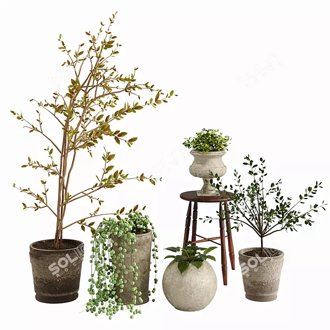Indoor Plant Variety Pack 3D model image 1