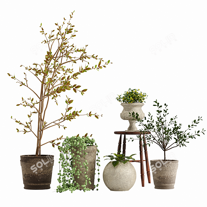 Indoor Plant Variety Pack 3D model image 2