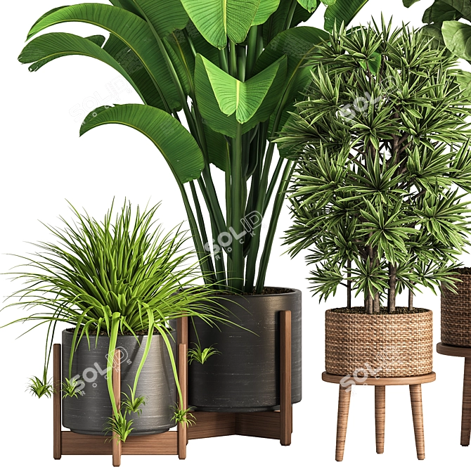 Ultimate Indoor Plant Collection 3D model image 3