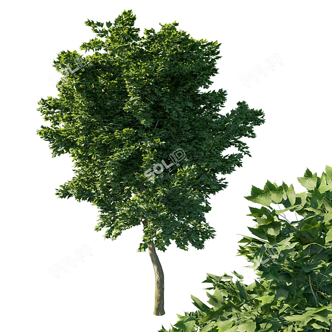 Acer Rubrum Green 02 - Stunning 3D Model 3D model image 1