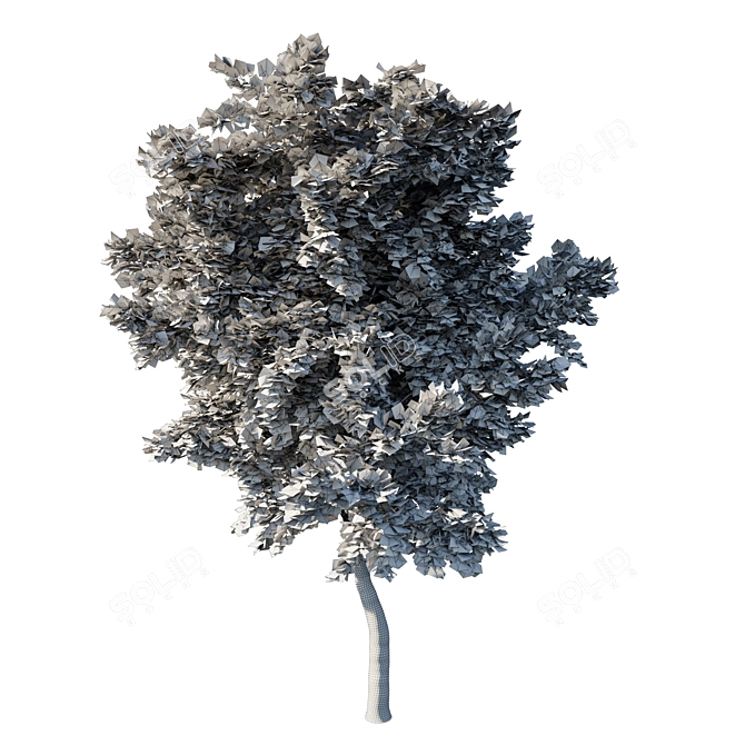 Acer Rubrum Green 02 - Stunning 3D Model 3D model image 3