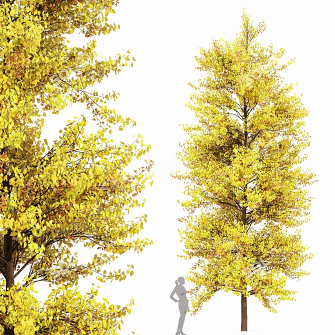 Ginkgo Biloba Tree: Perfect Fall Foliage 3D model image 1