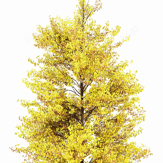 Ginkgo Biloba Tree: Perfect Fall Foliage 3D model image 2