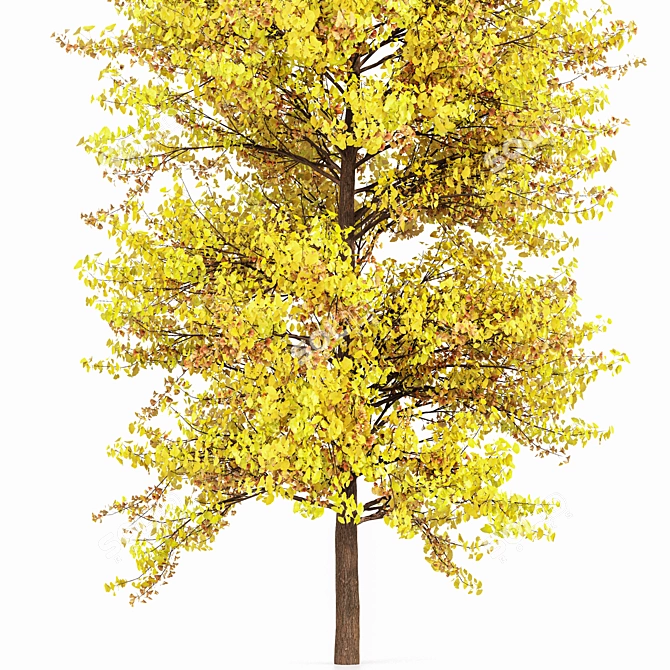 Ginkgo Biloba Tree: Perfect Fall Foliage 3D model image 3