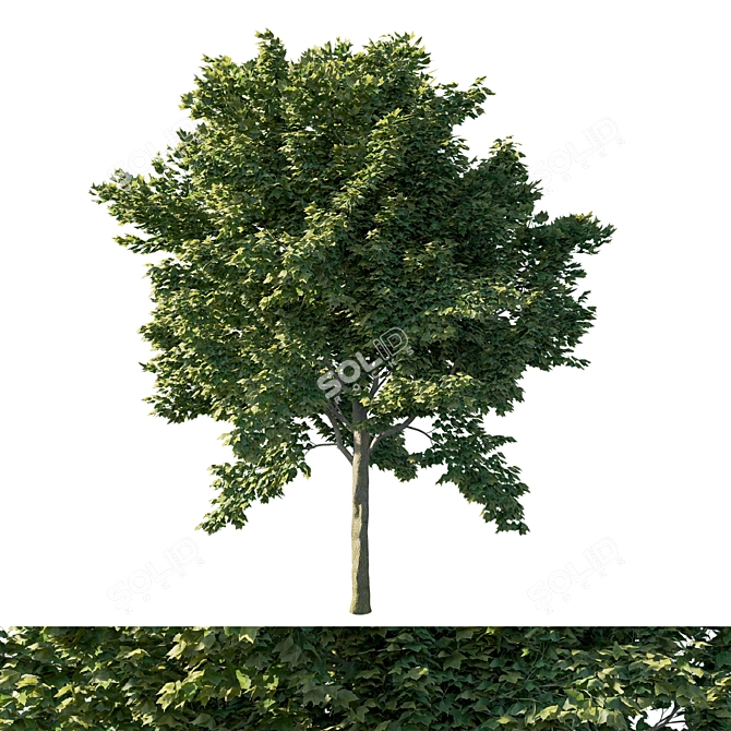 Vibrant Acer Rubrum Green 03 3D model image 1