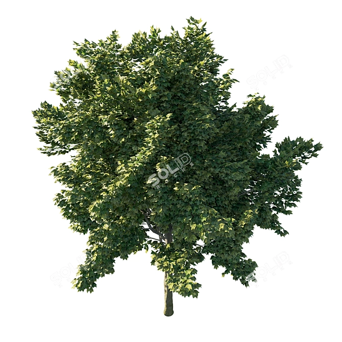 Vibrant Acer Rubrum Green 03 3D model image 2