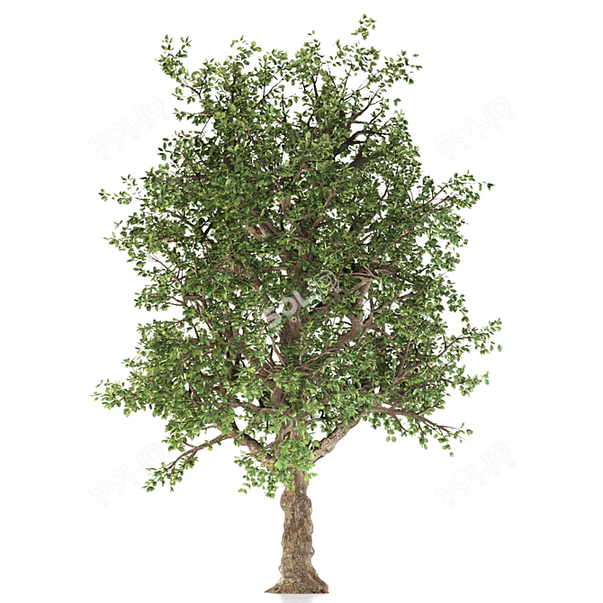 Pure White Alder Tree 3D model image 4