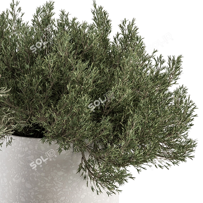 Small Indoor Plant Set in Pot 3D model image 5