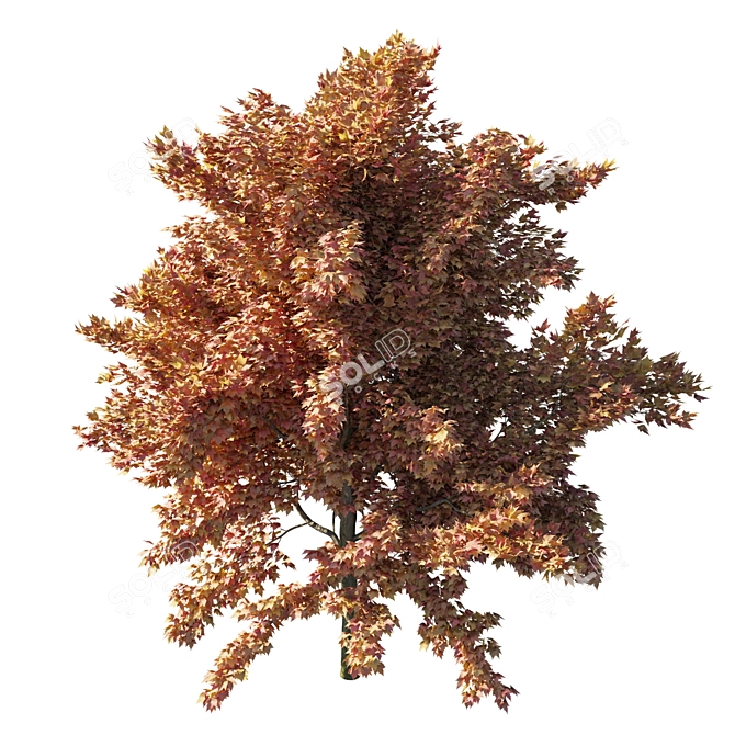 Vibrant Acer Rubrum Red Tree 3D model image 2