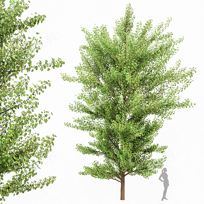 Exquisite Ginkgo Biloba Tree: Stunning 3D Model 3D model image 1