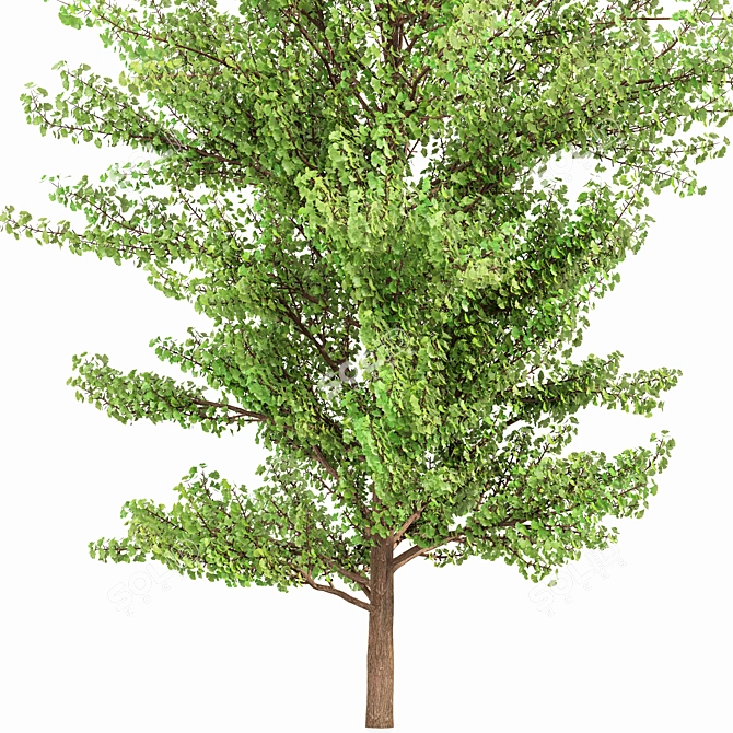 Exquisite Ginkgo Biloba Tree: Stunning 3D Model 3D model image 3
