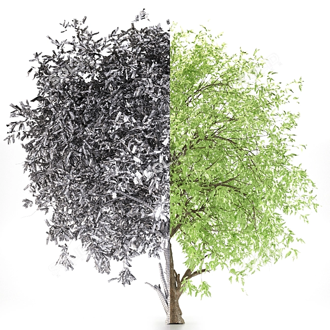 Exotic European Nettle Tree 3D model image 3