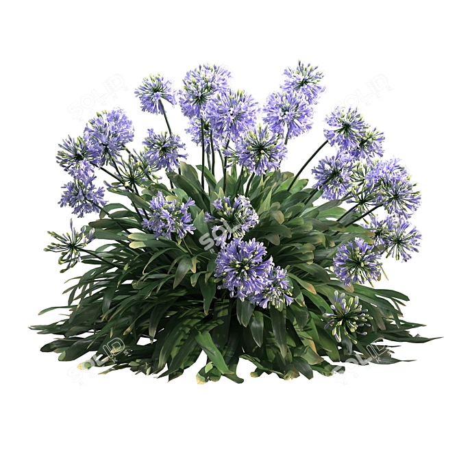 Agapanthus 2013: 3D Floral Model 3D model image 2