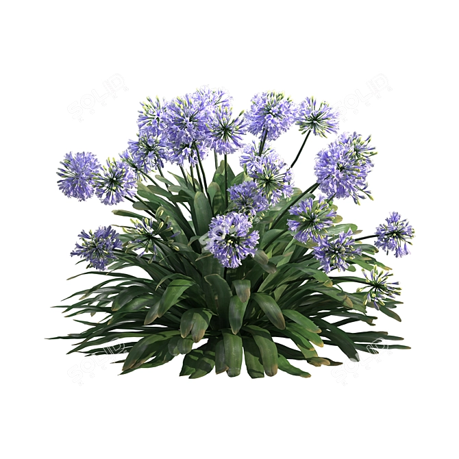 Agapanthus 2013: 3D Floral Model 3D model image 3