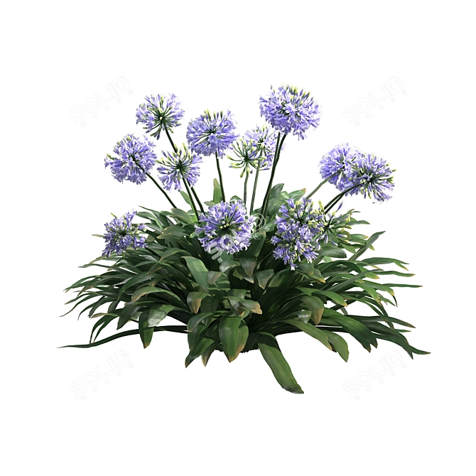 Agapanthus 2013: 3D Floral Model 3D model image 4