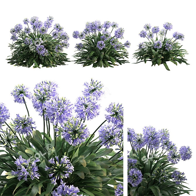 Agapanthus 2013: 3D Floral Model 3D model image 7