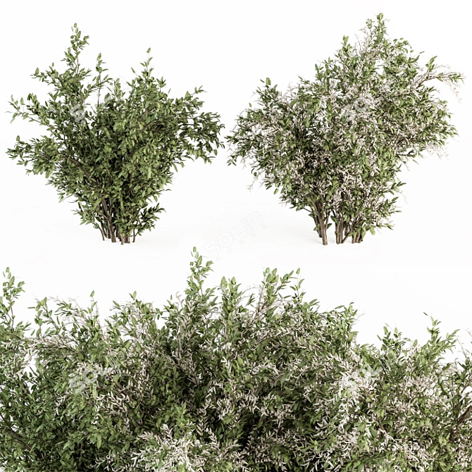 Elegant Green & White Bush Set 3D model image 2