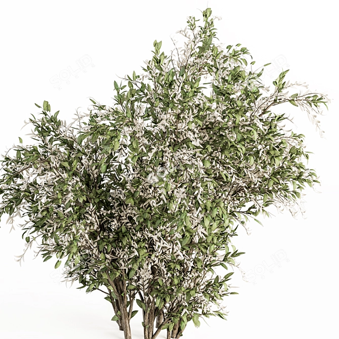 Elegant Green & White Bush Set 3D model image 5