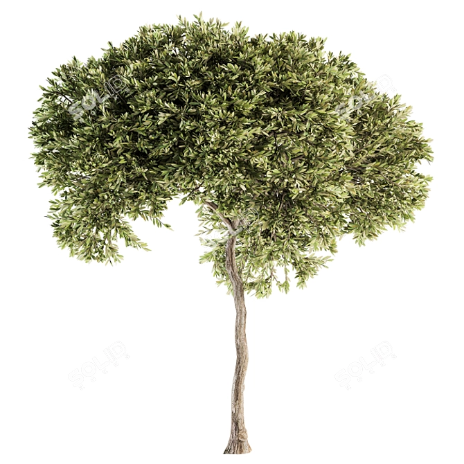 Evergreen Tree Set - 40 Pieces 3D model image 4