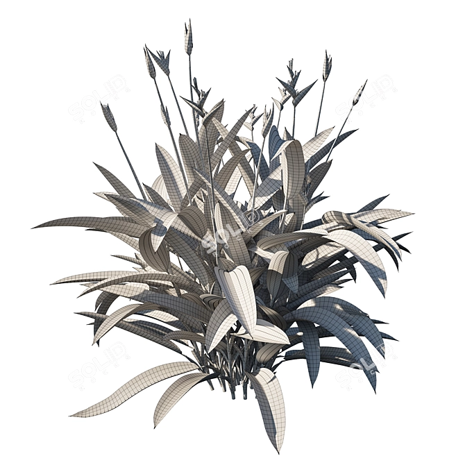 Tropical Beauty Heliconia Plant 3D model image 4