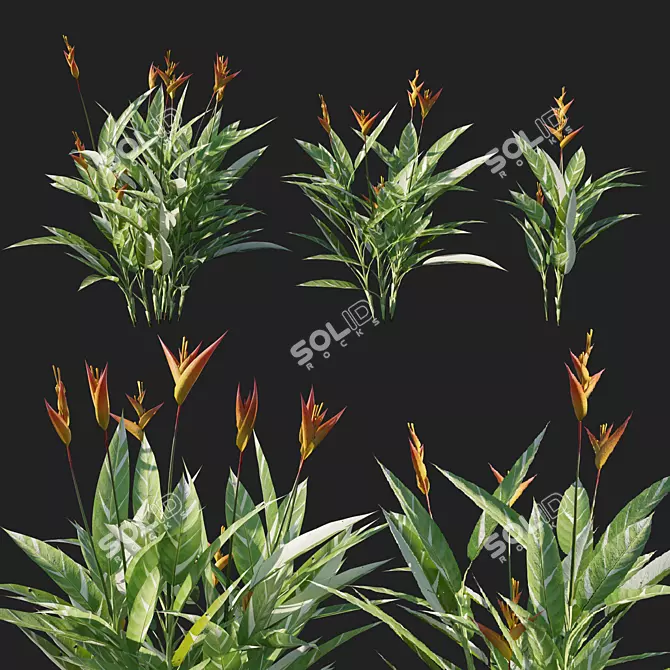 Variegated Heliconia - Vibrant Tropical Plant 3D model image 1