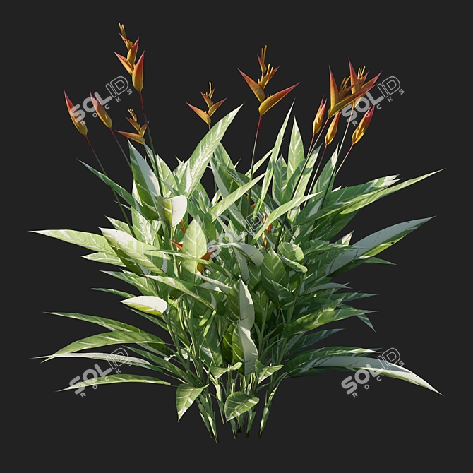 Variegated Heliconia Psittacorum 02 3D model image 2