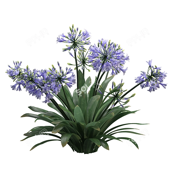 Agapanthus 2013 3D Model 3D model image 2