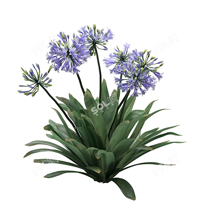 Agapanthus 2013 3D Model 3D model image 3