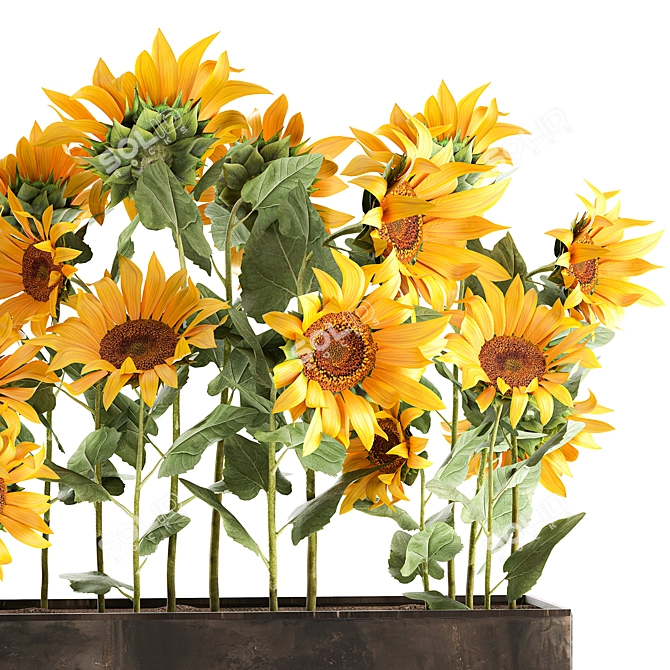 Rustic Sunflower Collection 3D model image 3