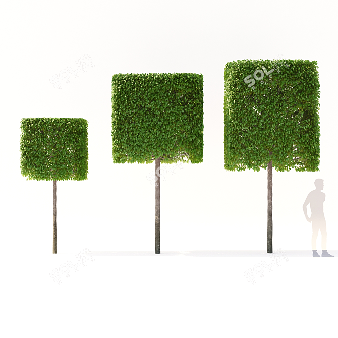 Boxhead Hornbeam Trees - Carpinus betulus Topiaries 3D model image 2