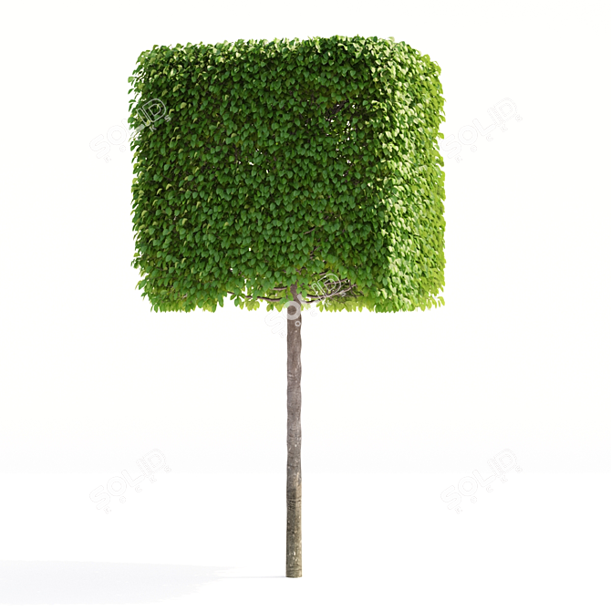 Boxhead Hornbeam Trees - Carpinus betulus Topiaries 3D model image 3