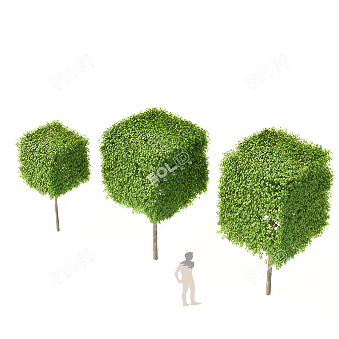 Boxhead Hornbeam Trees - Carpinus betulus Topiaries 3D model image 5