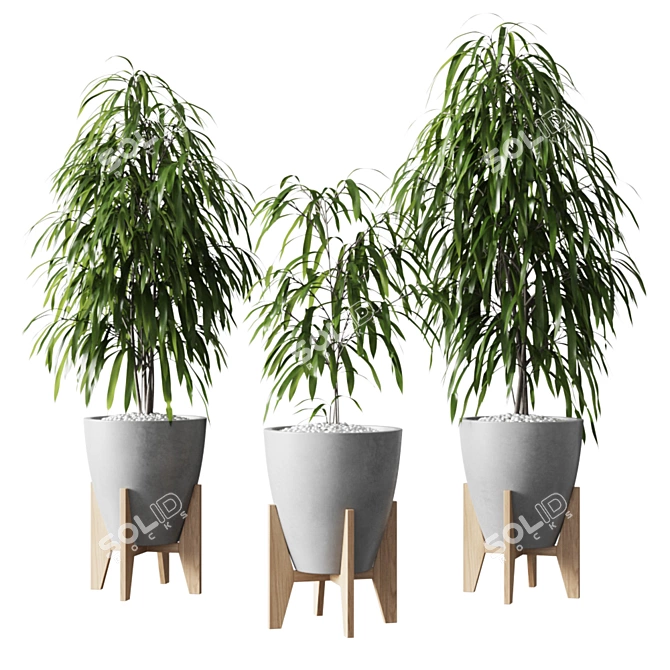 Ficus Alii: Striking Vase Plant 3D model image 2