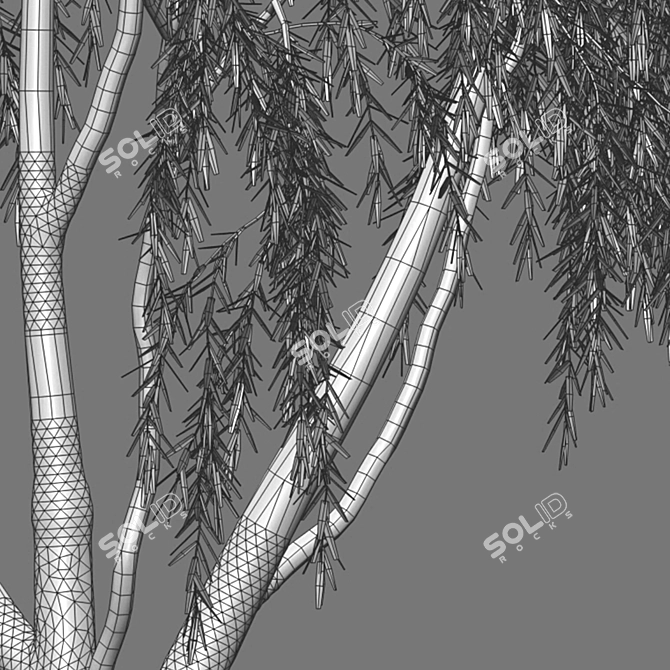 Weeping Willow 3D Model - Archive 3D model image 2